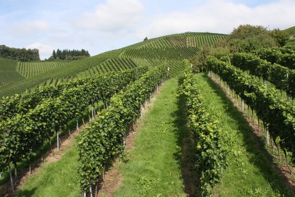 Pension am Weinberg (Sasbachwalden)